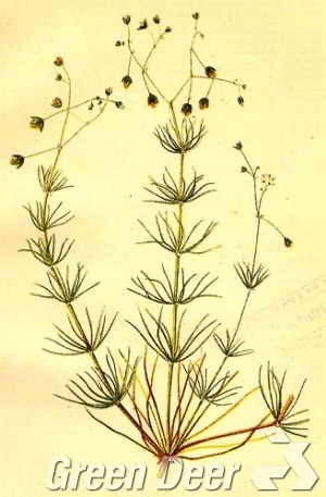 Торица полевая, обыкновенная. - Spergula arvensis L.